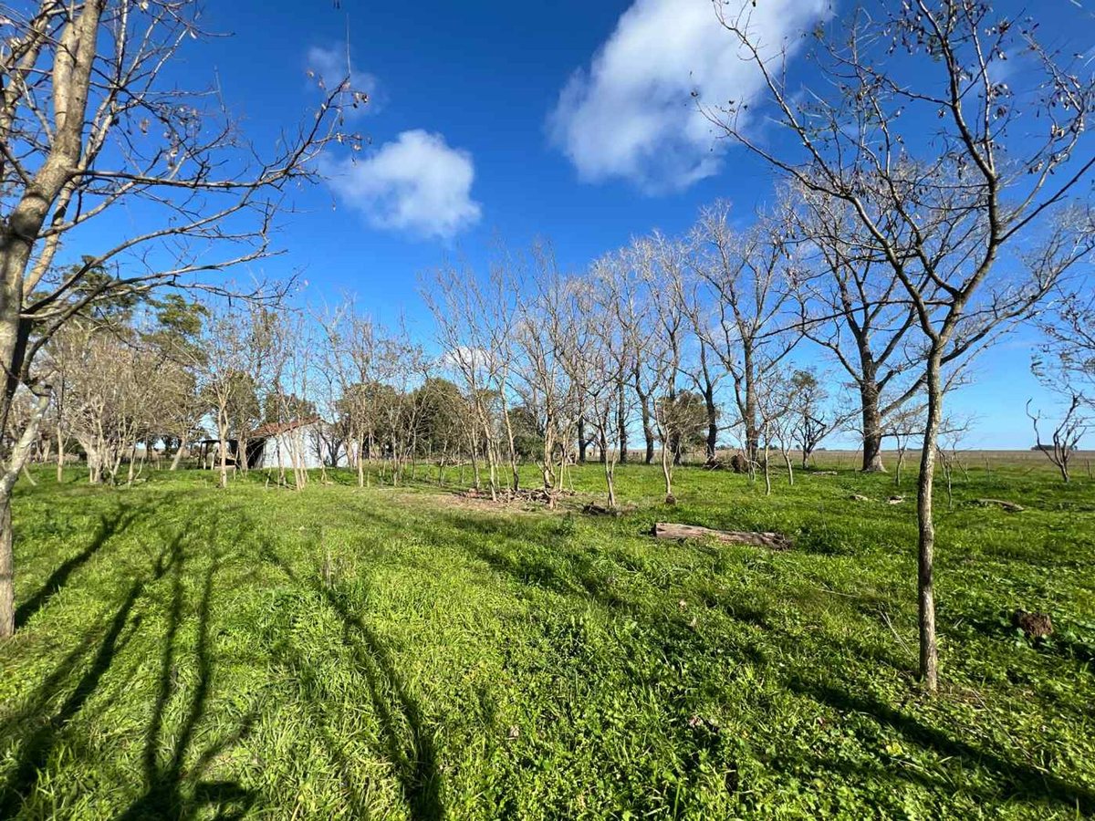 Campo ganadero en VENTA Chascomús