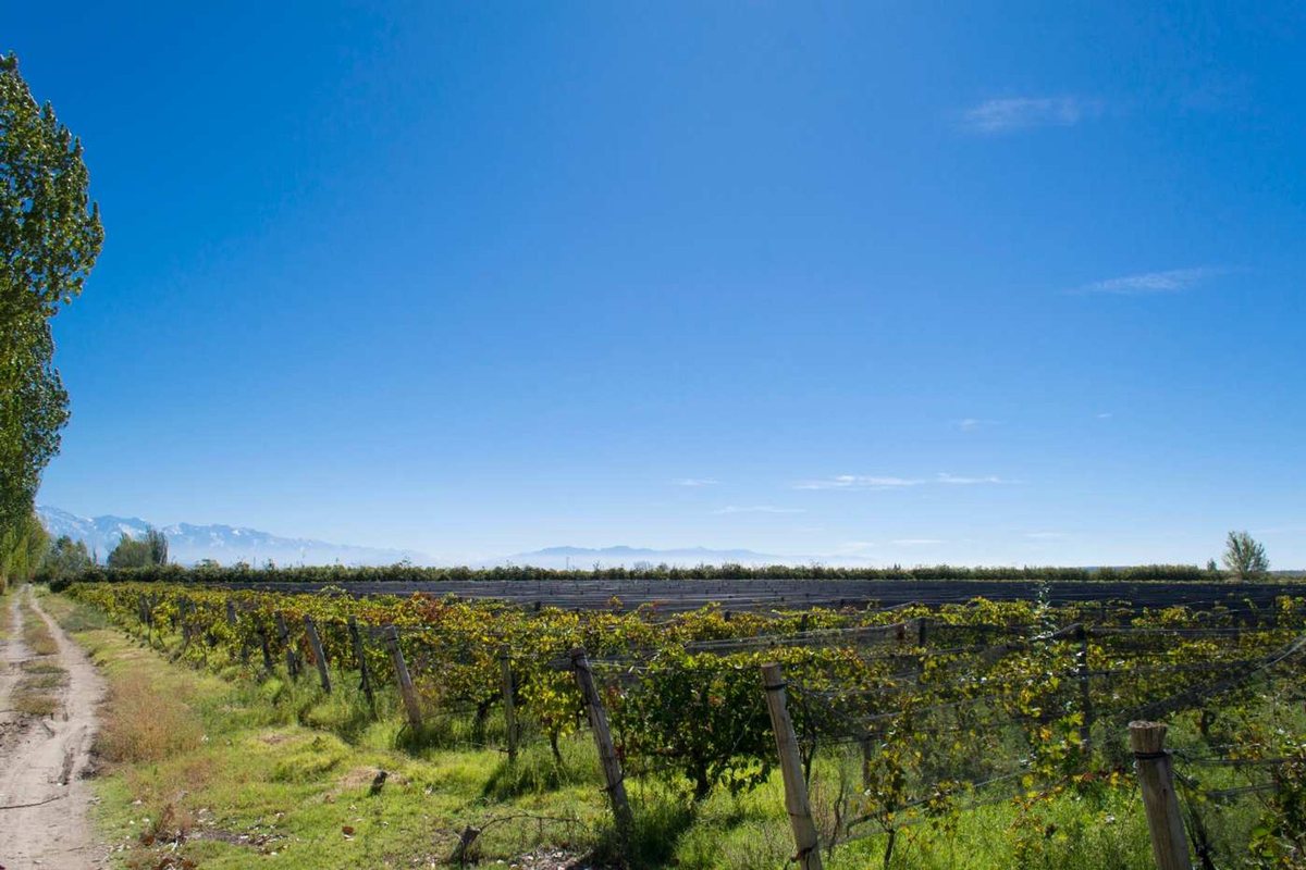 Venta de finca Vitivinícola, Lujan de Cuyo Mendoza