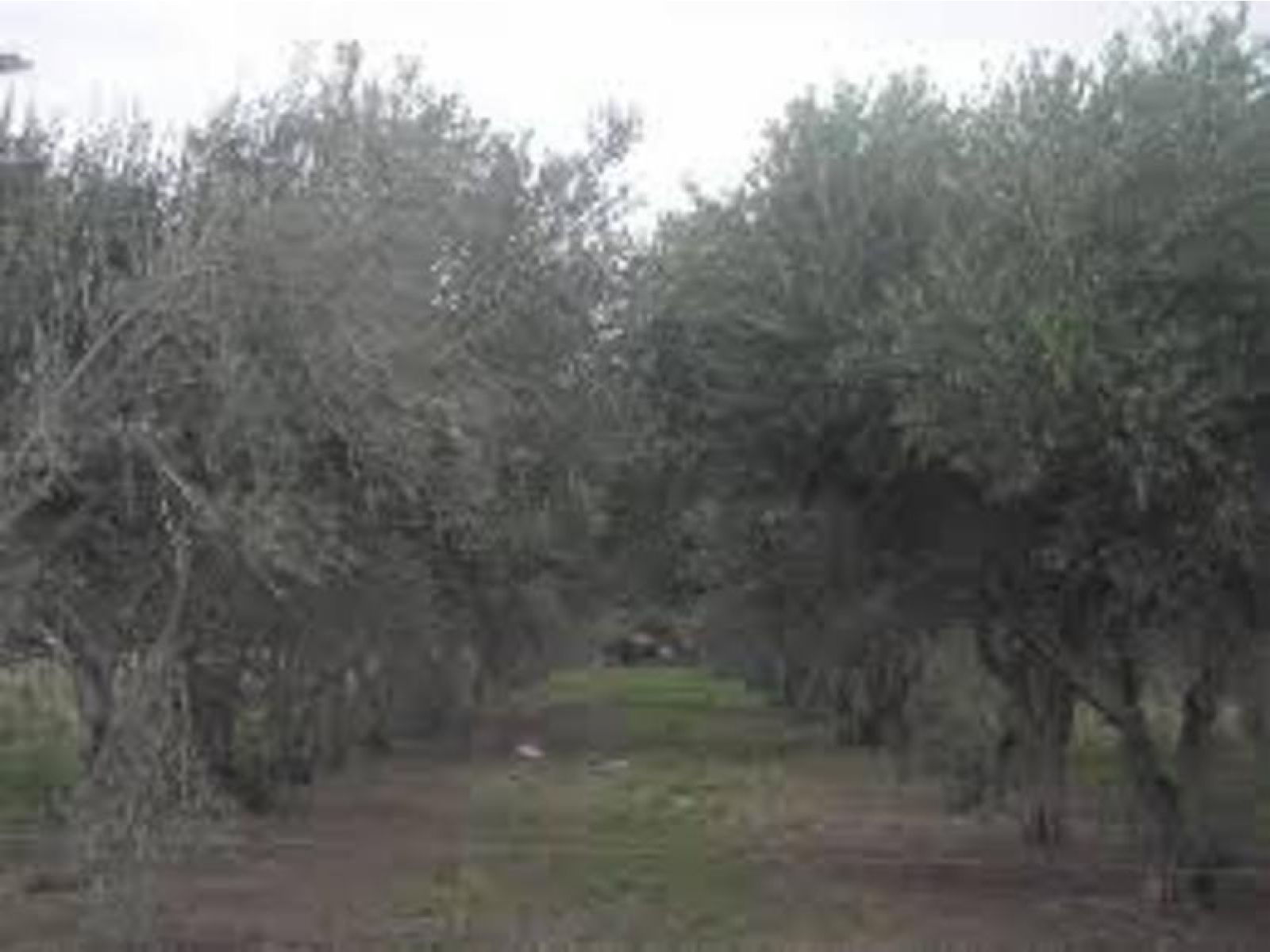 Fábrica de aceite de Olivo, venta. Poman, Catamarca