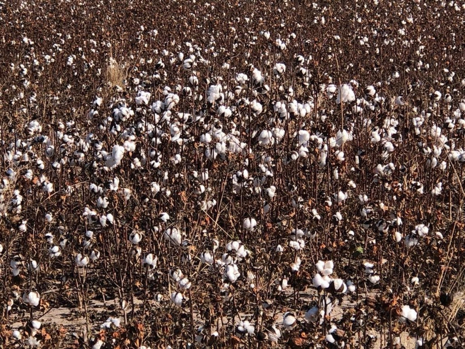 Campo agrícola 5000has, Fortín Inca. Santiago del estero