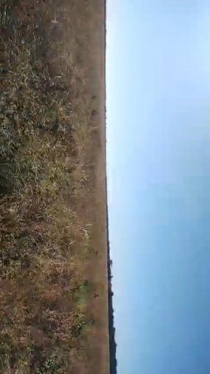 Campo de 586 HAS en Guasayán, Santiago del Estero