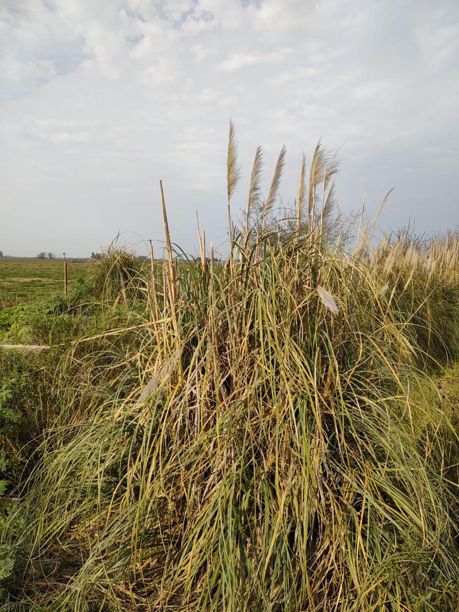 Campo en Plomer 66 Hectáreas en Venta