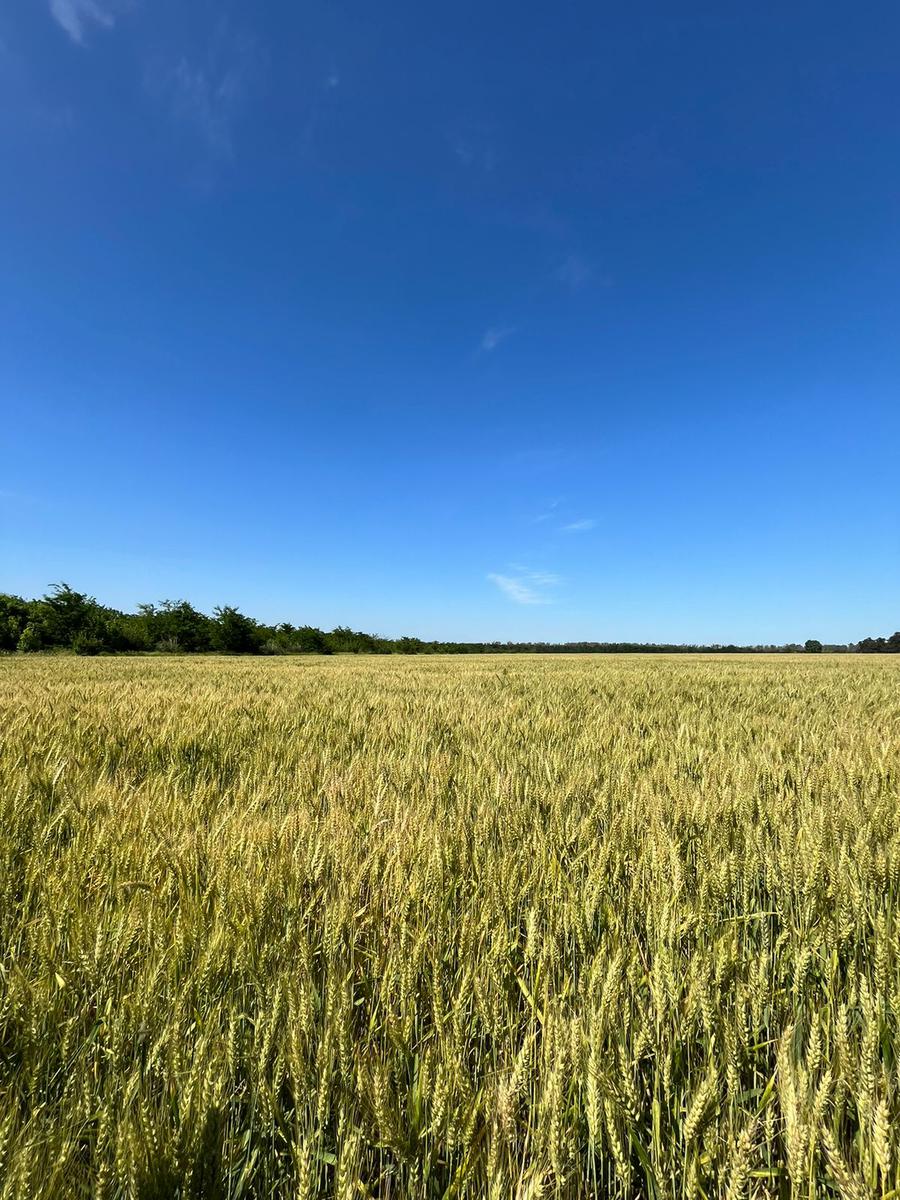 Campo en Ezeiza