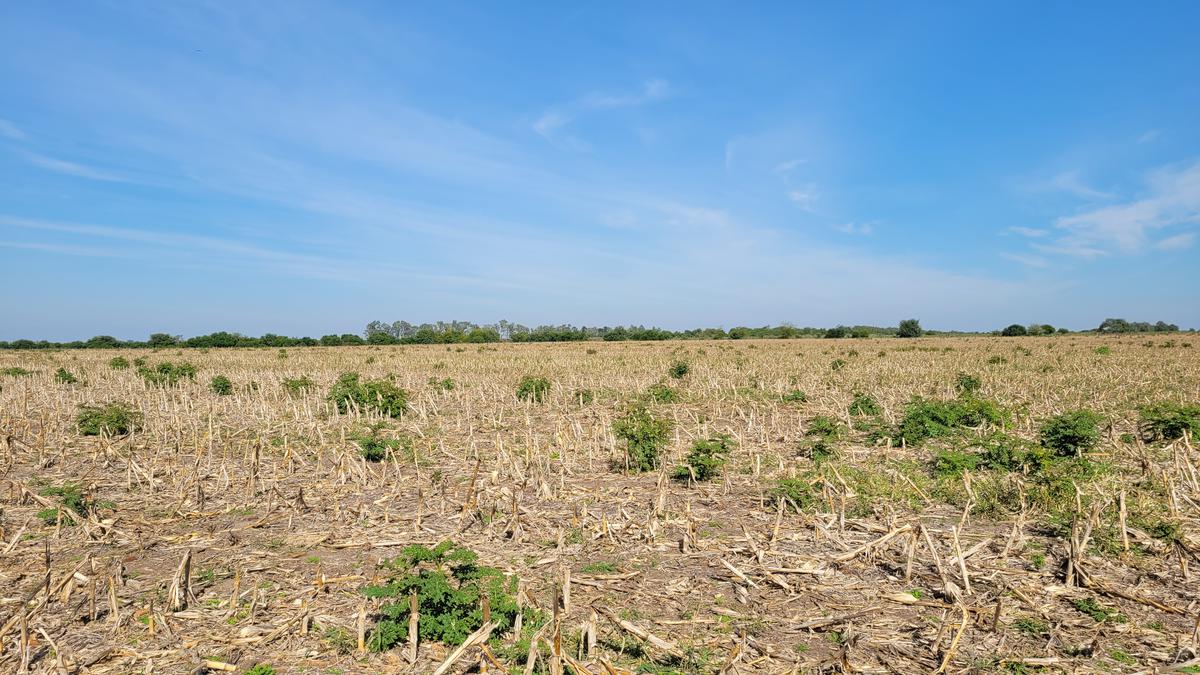 Campo 63 Has. Palavecino Gualeguaychú