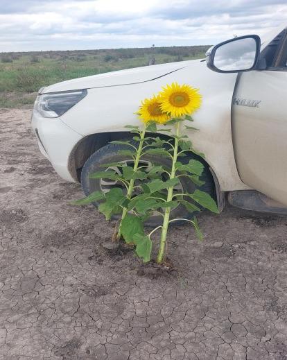 Campo en venta - 5.000 Hectáreas - Gato Colorado, 9 De Julio, Santa Fe