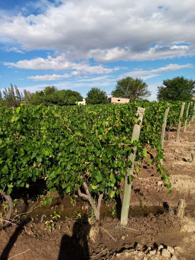 Finca 13 ha en Cañada Seca - San Rafael