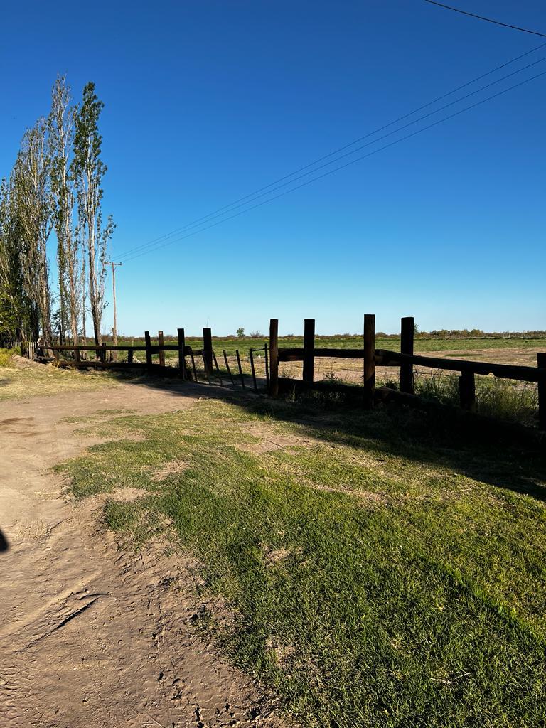 Finca 33Ha en produccion La Llave San Rafael, Mendoza