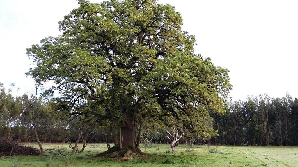 Quinta-Chacra Orense (Pcia de Bsas)