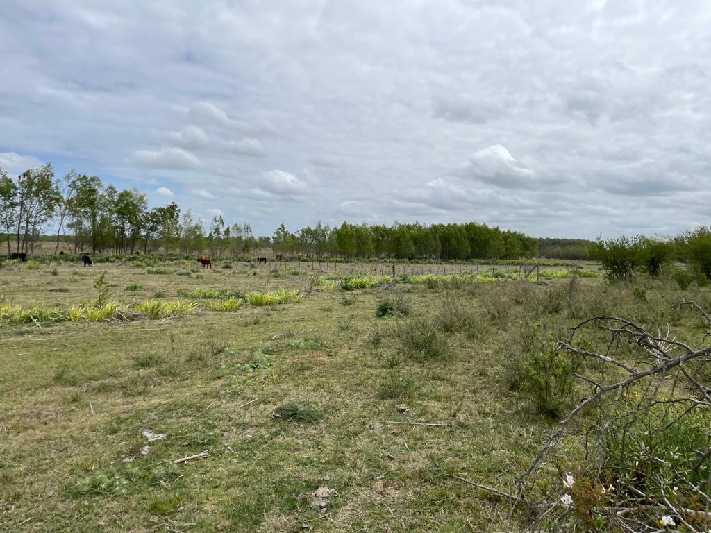 Terreno en Zelaya