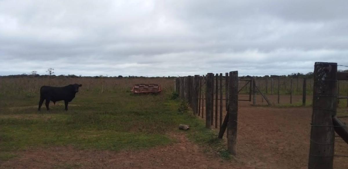 Campo - Tres Lagunas Pilcomayo