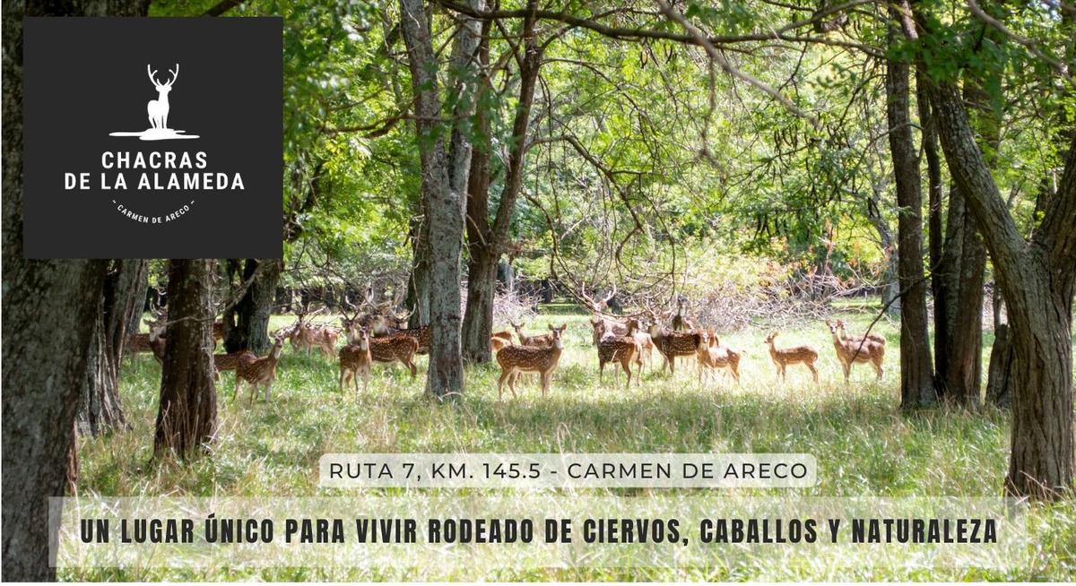 Lote - Carmen De Areco - Chacra