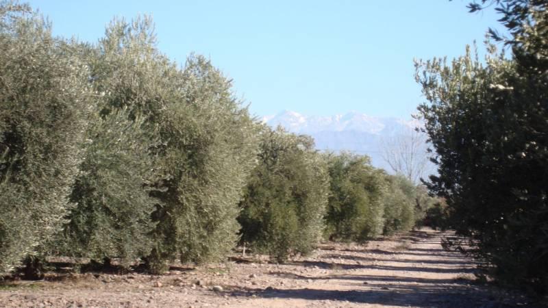 Empresa olivícola exportadora aove y aceitunas.