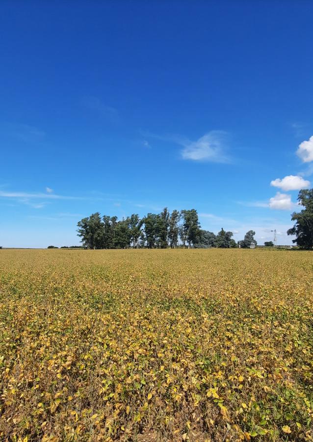 Campo - Rincon Del Gato