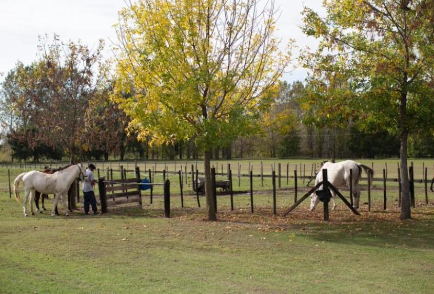 Chacra en Venta 5 Ambientes en San Antonio De Areco, Buenos Aires