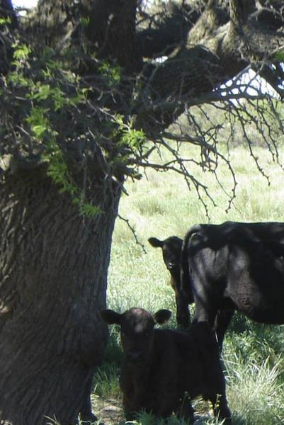 6664 HA. CAMPO GANADERO S/ RUTA. APTO PROYECTO ENERGÍA EÓLICA