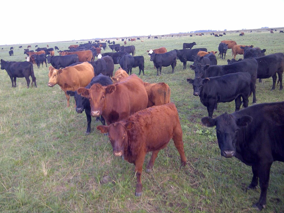 Venta campo agricola ganadero 340 hectareas prov de buenos aires