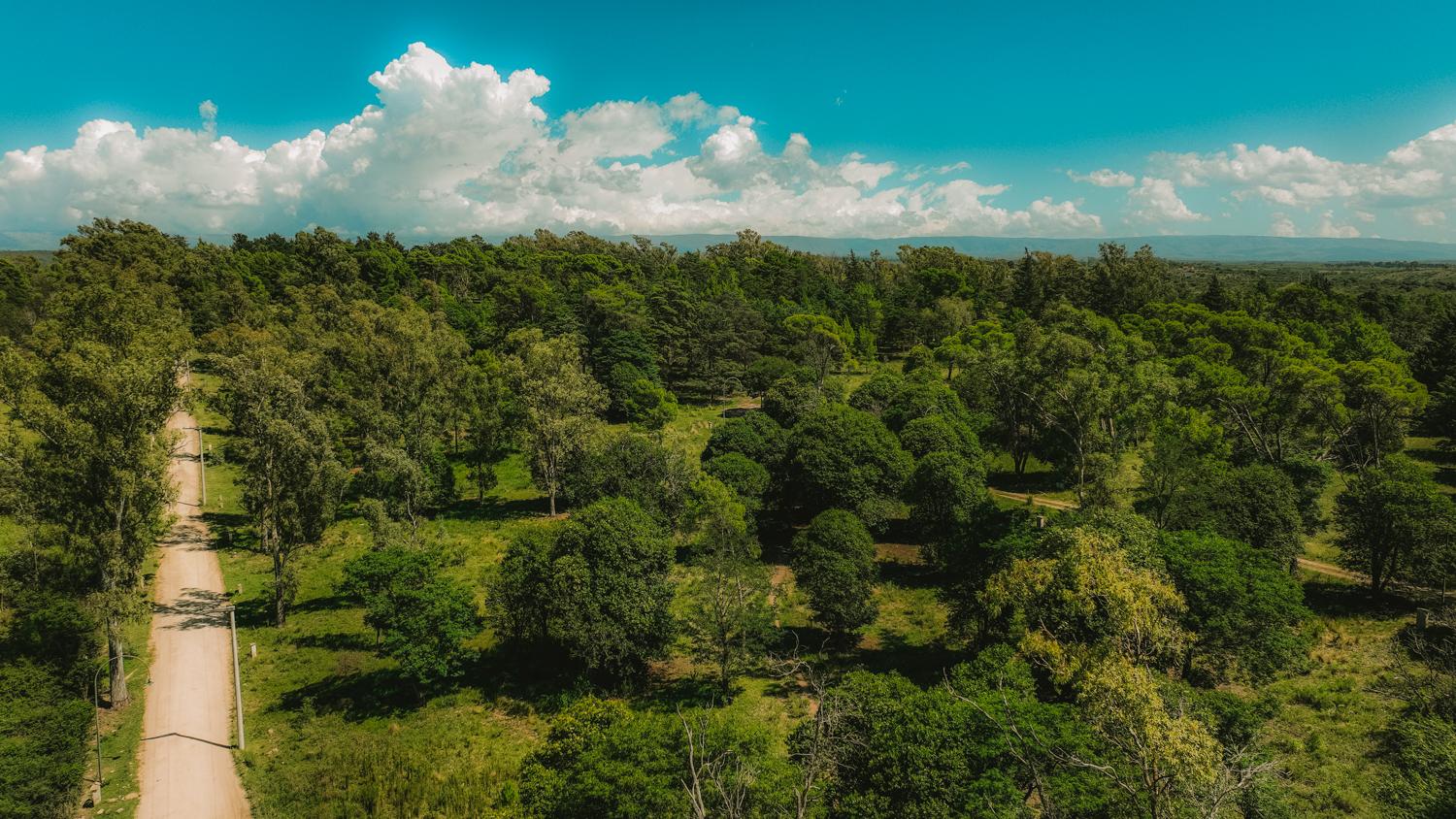 BOSQUECILLO - BARRIO DE MONTAÑA