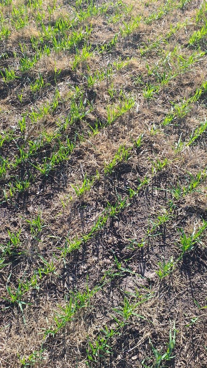 Campo en  Villa Urquiza