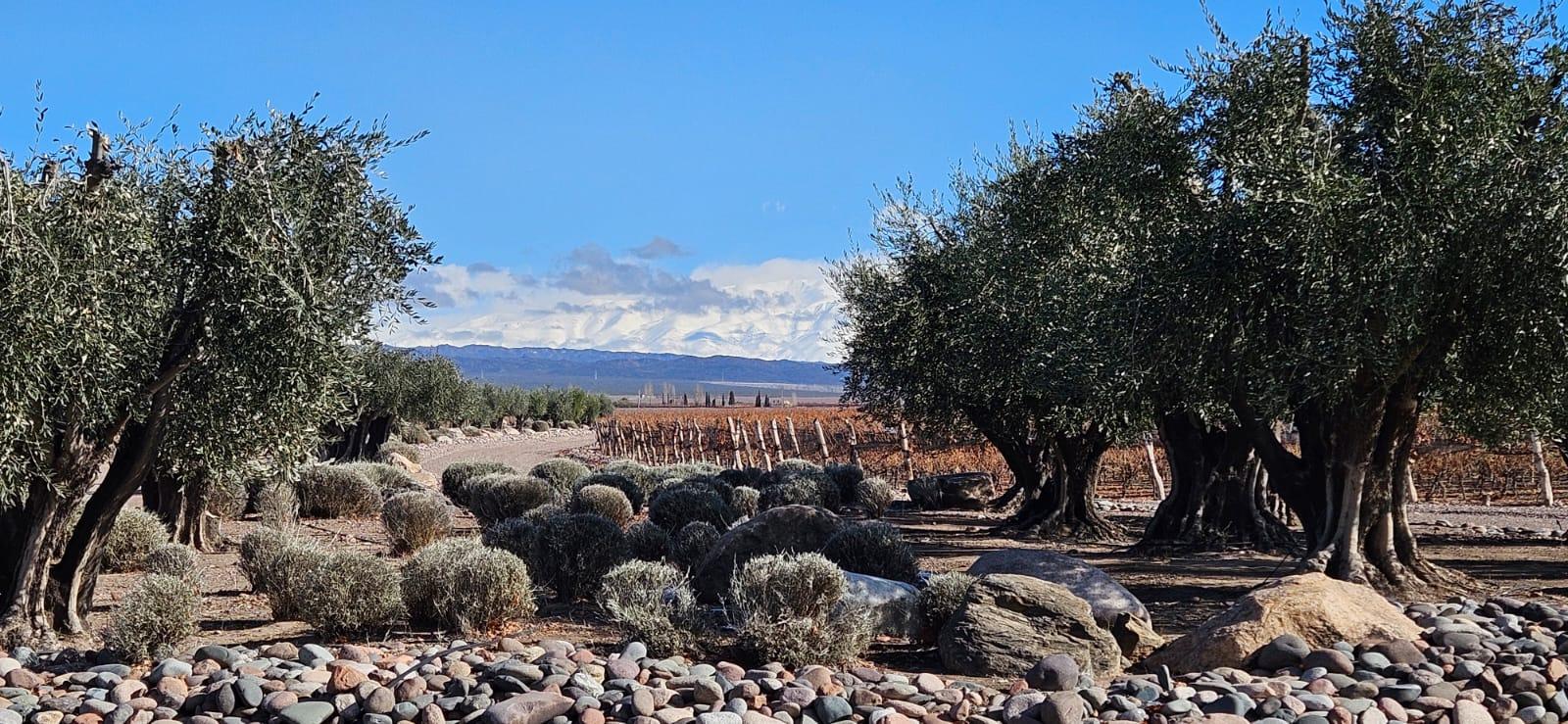 Finca de 1 ha inculta en venta en prestigioso B° de Viñedos Dragonback