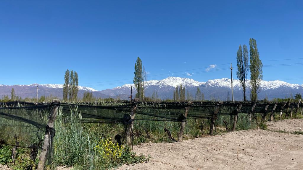 VENTA  VIÑEDO SOBRE CALLE GHILARDI  SAN CARLOS  MENDOZA