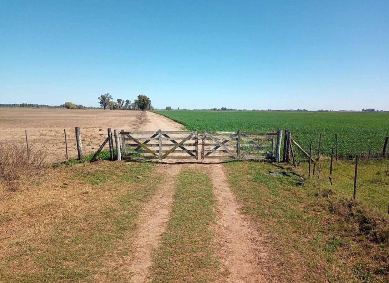 EN VENTA- CAMPO DE 82HA SUELO 1 Y 2 - CORRAL DE BUSTOS-CORDOBA