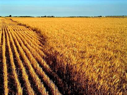 Campo en  Bordenave