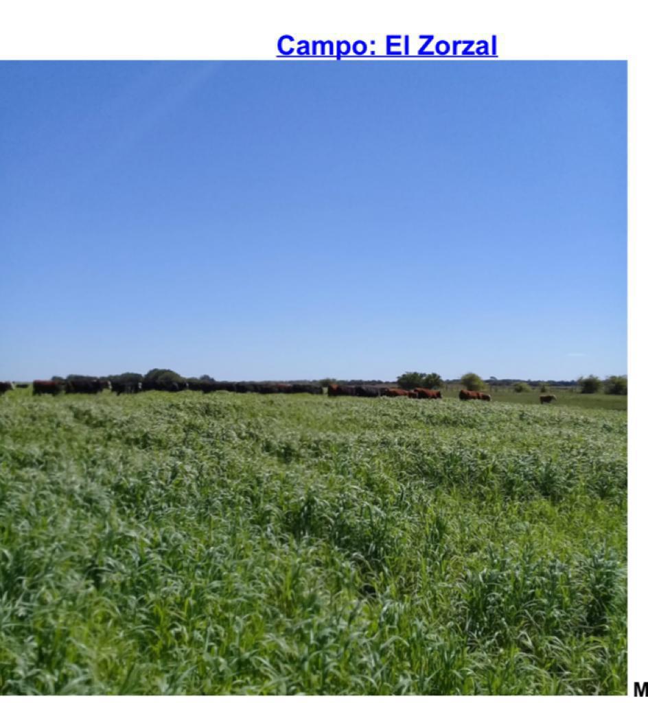 Campo en  Madariaga