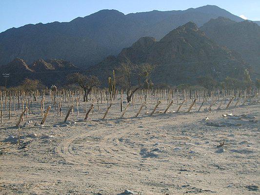 Campo Apto para Viñedo en Venta - Tolombón, Salta