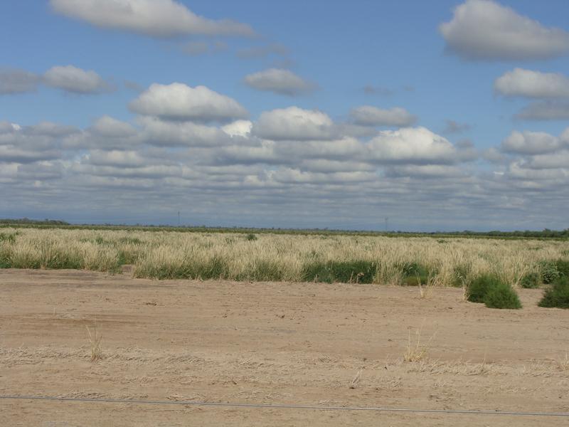 Campo - Lamadrid