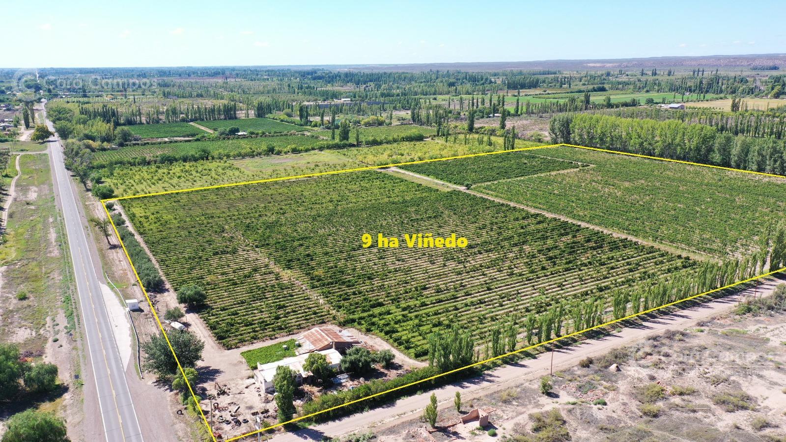 Se Vende Viñedo de 9ha en San Rafael - Mendoza