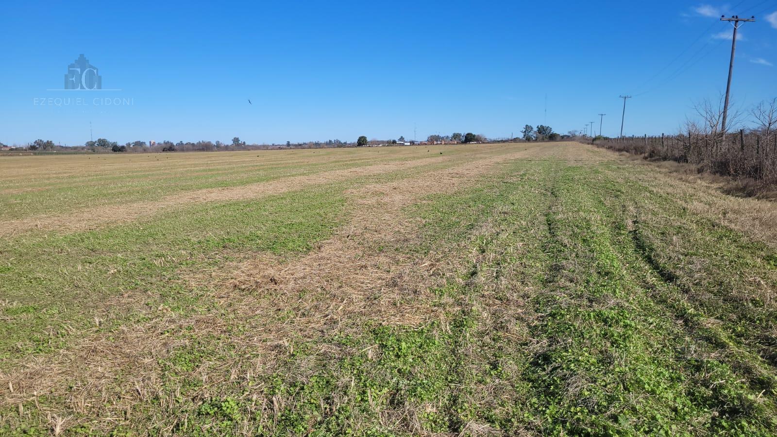 Campo en  alquiler F Ayerza Pergamino