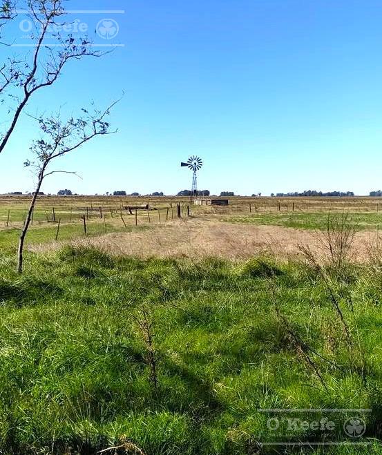 Campo en venta de 77 has en  Saladillo - Agricola ganadero