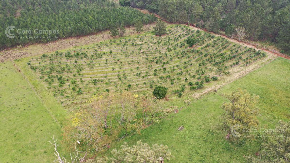 Se Vende Campo de 136 ha a Tranquera Cerrada en San José, Misiones.