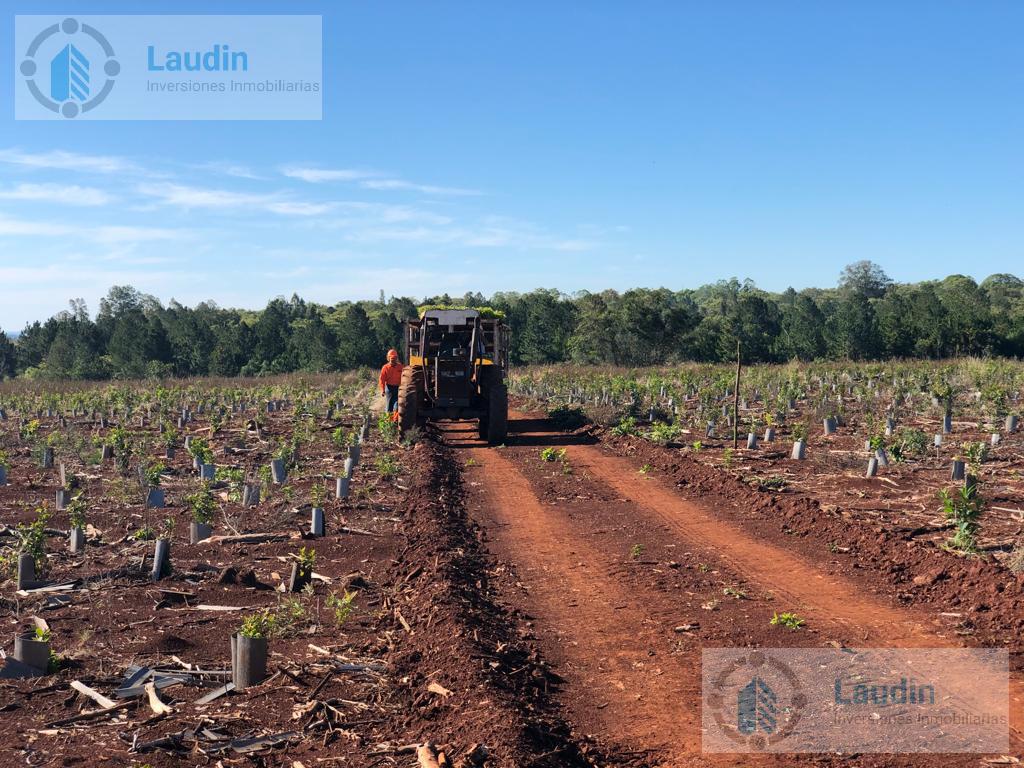 Se vende Campo yerbatero  180 ha- Garupa