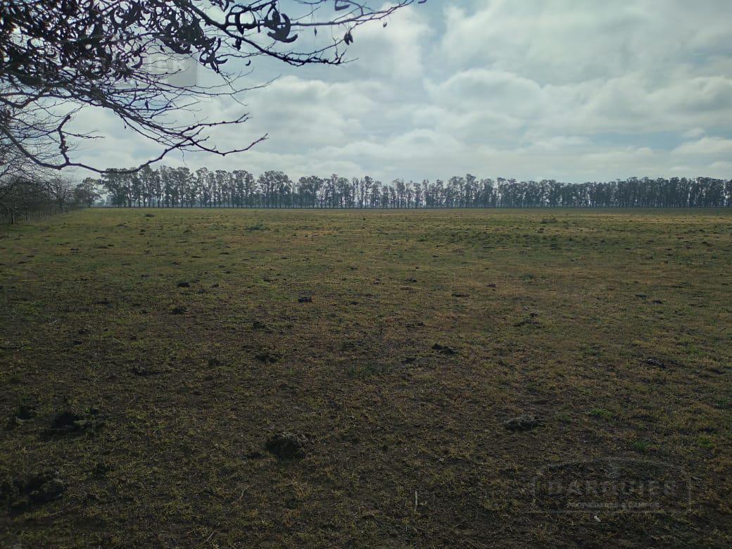 Campo en  SAN VICENTE