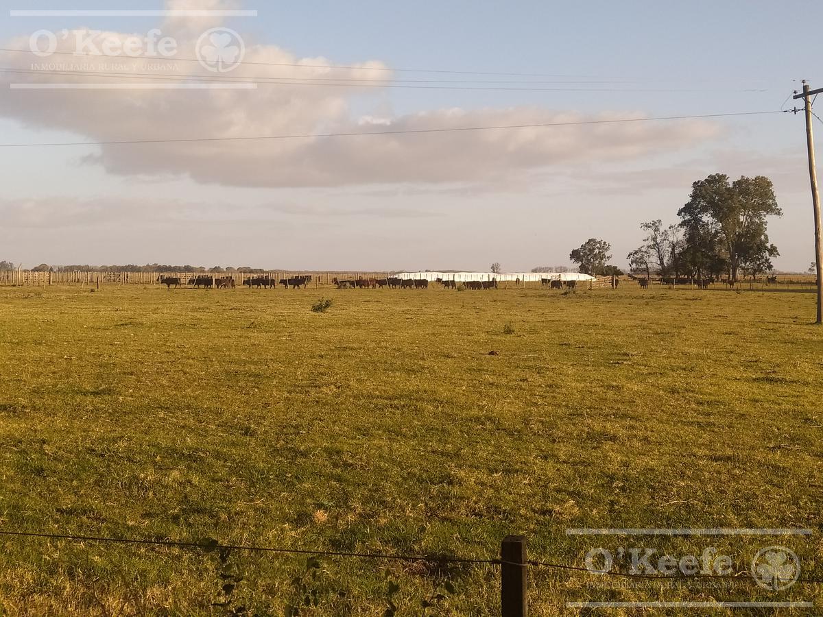 Único campo mixto de 650 has con estupendo casco a 2500mts de Ruta 29 C. Brandsen