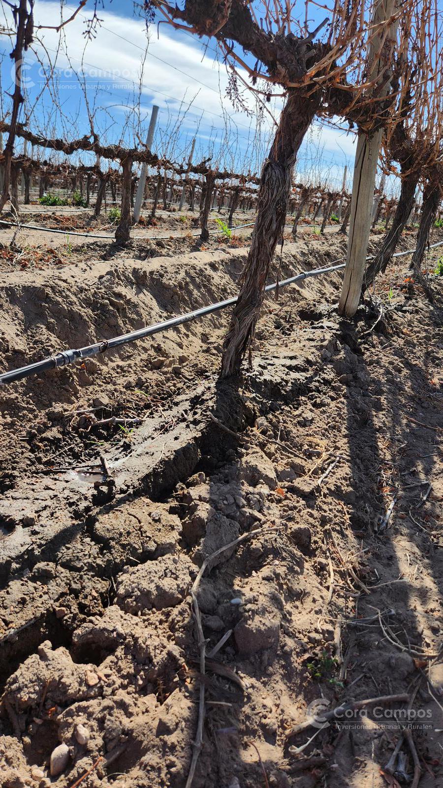 Se vende Finca en  Valle de Uco Mendoza. 300 ha de Viñedo en Producción Unicas. Lo mejor