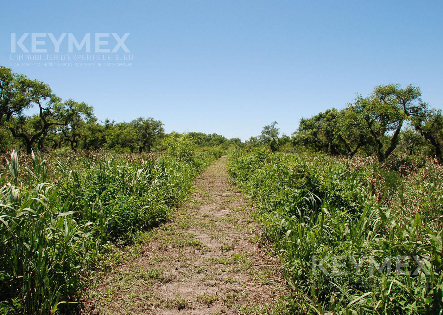 Venta Lote en primera sección del Delta del Paraná, Dos Rios. LOTE 35