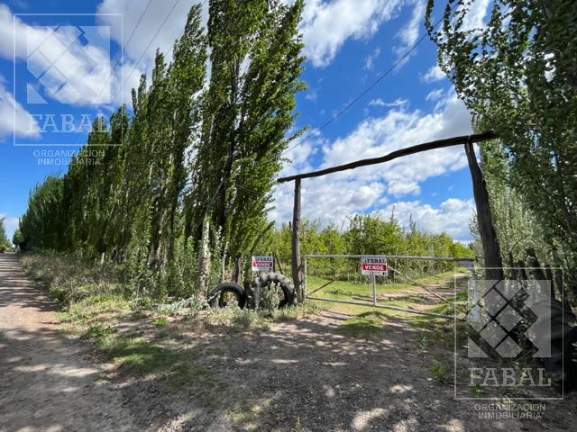 Chacra venta Cipolletti, 4 ha. con peras y manzanas