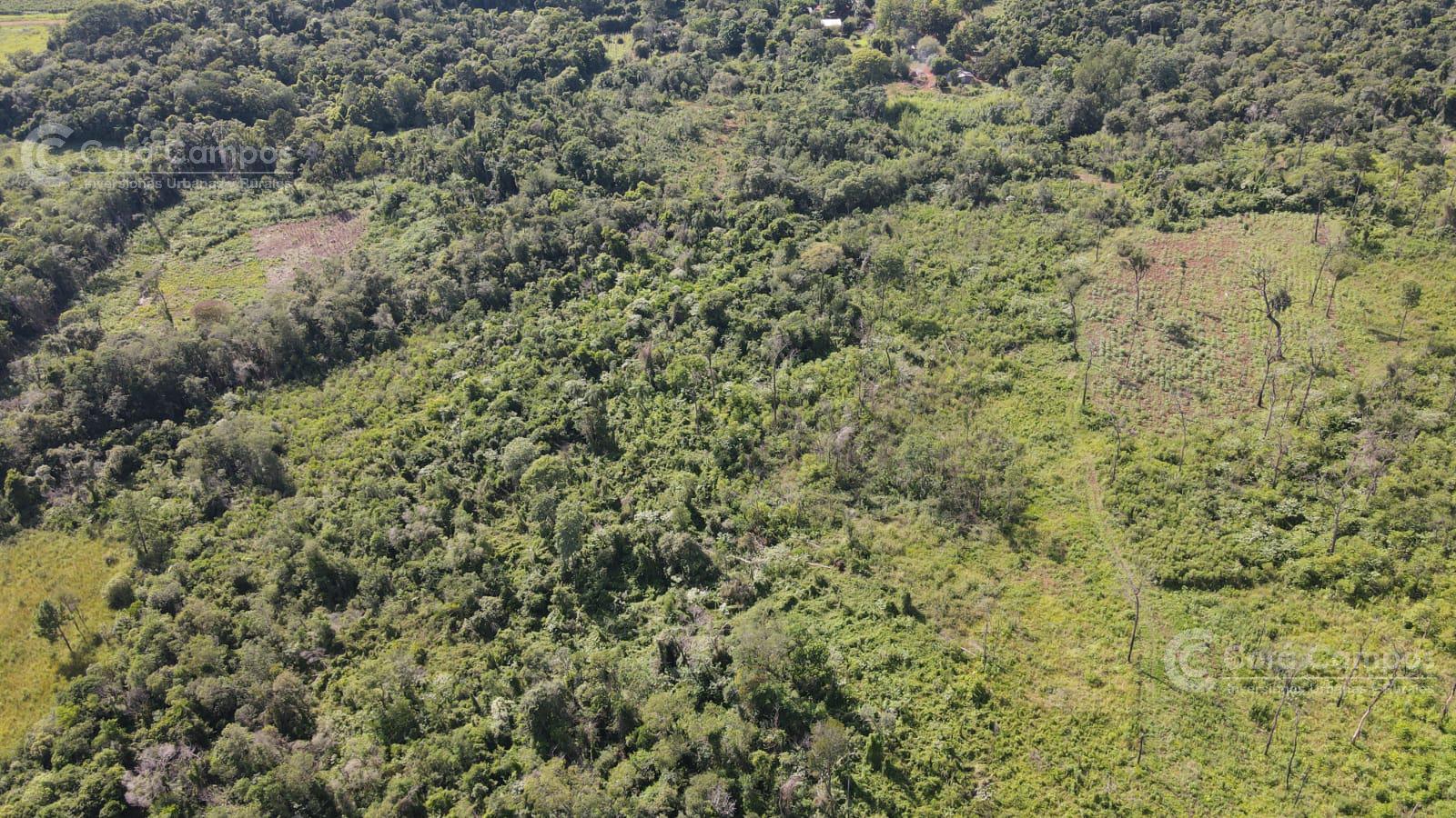 Chacra en Santo Pipo,  44 ha forestación, yerba y monte