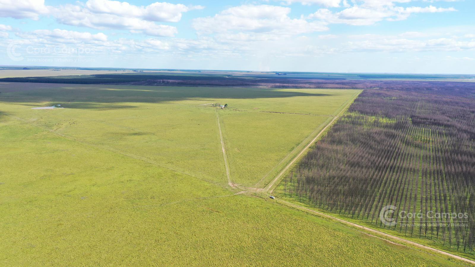 Se vende Campo Forestal - Ganadero en Santo Tome Con Agua y Alto.